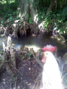 Cocker Again fuck this damn swamp