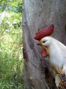 Cocker Lunch