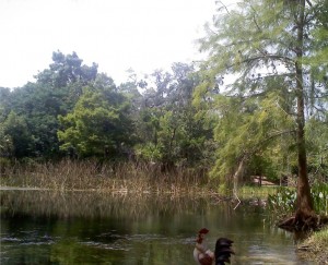 Cocker Swamp pond side
